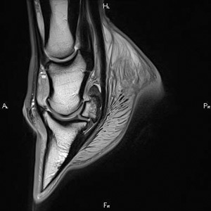 MRI Horse Foot